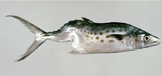 Image result for Scomberomorus maculatus