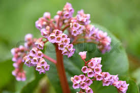 Attēlu rezultāti vaicājumam “Bergenia crassifolia flower”