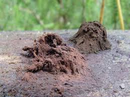 Attēlu rezultāti vaicājumam “Symphytocarpus flaccidus”