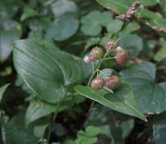 Attēlu rezultāti vaicājumam “Maianthemum bifolium fruit”