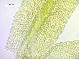 Attēlu rezultāti vaicājumam “Gymnostomum calcareum”