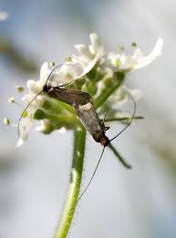 Attēlu rezultāti vaicājumam “Cauchas rufimitrella”