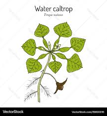 Attēlu rezultāti vaicājumam “Trapa natans”