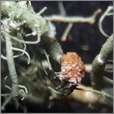 Attēlu rezultāti vaicājumam “Biatoropsis usnearum”