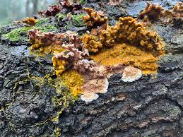 Attēlu rezultāti vaicājumam “Cribraria argillacea stalked”