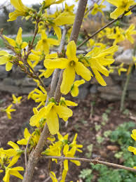 Attēlu rezultāti vaicājumam “Forsythia suspensa”