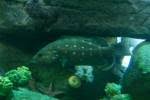 Image result for Hyporthodus niveatus