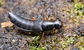 Billedresultat for rovbille