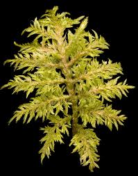 Attēlu rezultāti vaicājumam “Hylocomium splendens”