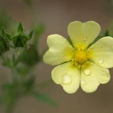 Image result for Potentilla erecta