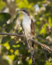 Image result for Coccyzus americanus