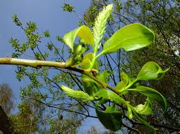 Attēlu rezultāti vaicājumam “Salix pentandra leaf”