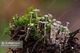 Attēlu rezultāti vaicājumam “Collybia cirrhata”