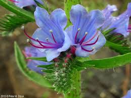 Attēlu rezultāti vaicājumam “Echium vulgare bud”