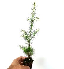 Attēlu rezultāti vaicājumam “Juniperus communis leaf”