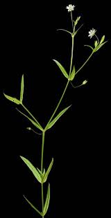 Attēlu rezultāti vaicājumam “Stellaria holostea fruit”