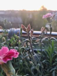 Attēlu rezultāti vaicājumam “Dianthus arenarius bud”