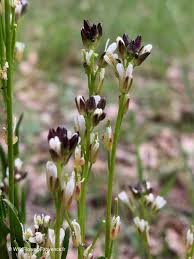 Attēlu rezultāti vaicājumam “Arabis hirsuta flower”