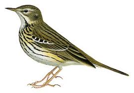 Attēlu rezultāti vaicājumam “Anthus trivialis”