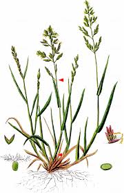 Attēlu rezultāti vaicājumam “Poa compressa leaf”