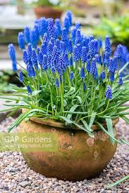 Attēlu rezultāti vaicājumam “Muscari botryoides flower”
