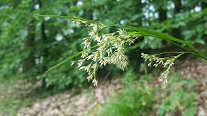 Attēlu rezultāti vaicājumam “Luzula luzuloides”