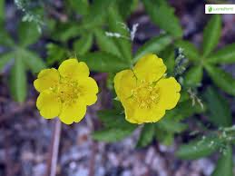 Attēlu rezultāti vaicājumam “Potentilla reptans flower”