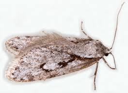 Attēlu rezultāti vaicājumam “Semioscopis avellanella”