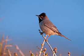 Image result for Sylvia rueppelli