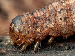 Attēlu rezultāti vaicājumam “Polia nebulosa”