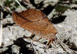 Attēlu rezultāti vaicājumam “Drepanepteryx phalaenoides”