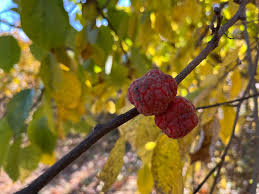 Attēlu rezultāti vaicājumam “Cinna latifolia fruit”