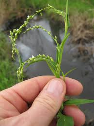 Attēlu rezultāti vaicājumam “Persicaria hydropiper”