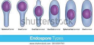 Attēlu rezultāti vaicājumam “Enteridium variabile spores”