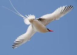 Image result for Phaethon aethereus