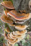 Attēlu rezultāti vaicājumam “Inonotus radiatus”