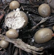 Attēlu rezultāti vaicājumam “Lycogala cf. fossiculatum macro”