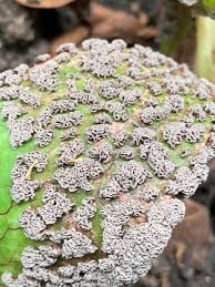 Attēlu rezultāti vaicājumam “Fuligo gyrosa spores”