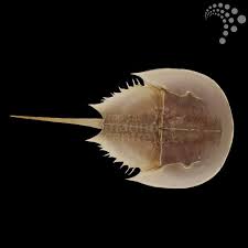 Image result for Limulus polyphemus