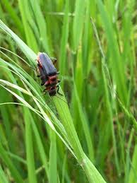 Attēlu rezultāti vaicājumam “Cantharis rustica”