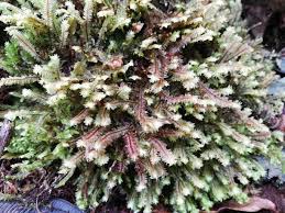 Attēlu rezultāti vaicājumam “Neckera complanata sporophyte”