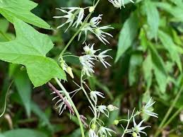 Attēlu rezultāti vaicājumam “Echinocystis lobata flower”