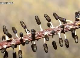 Attēlu rezultāti vaicājumam “Diachea leucopodia”