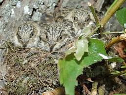 Attēlu rezultāti vaicājumam “Muscicapa striata nest”