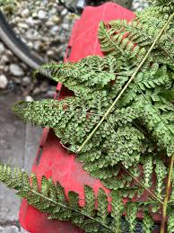 Attēlu rezultāti vaicājumam “Dryopteris dilatata”