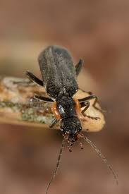 Attēlu rezultāti vaicājumam “Cantharis obscura”