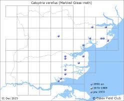 Attēlu rezultāti vaicājumam “Catoptria verellus”