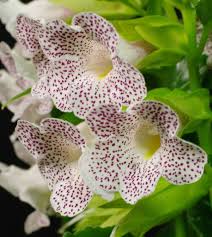 Image result for Sinningia