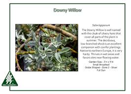 Attēlu rezultāti vaicājumam “Salix lapponum”