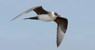 Attēlu rezultāti vaicājumam “Stercorarius parasiticus”